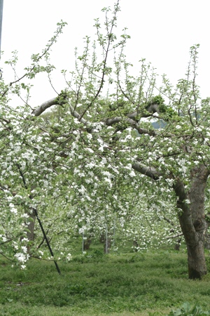 りんごの花 004