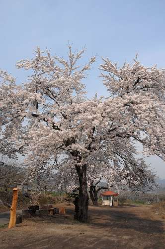 （南・名）200426 桜 1-3-s