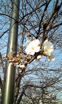 2008.初桜