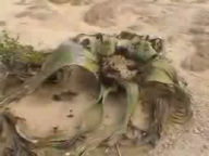 砂漠の怪植物 ウェルウィッチア キソウテンガイ Umaファン 未確認動物