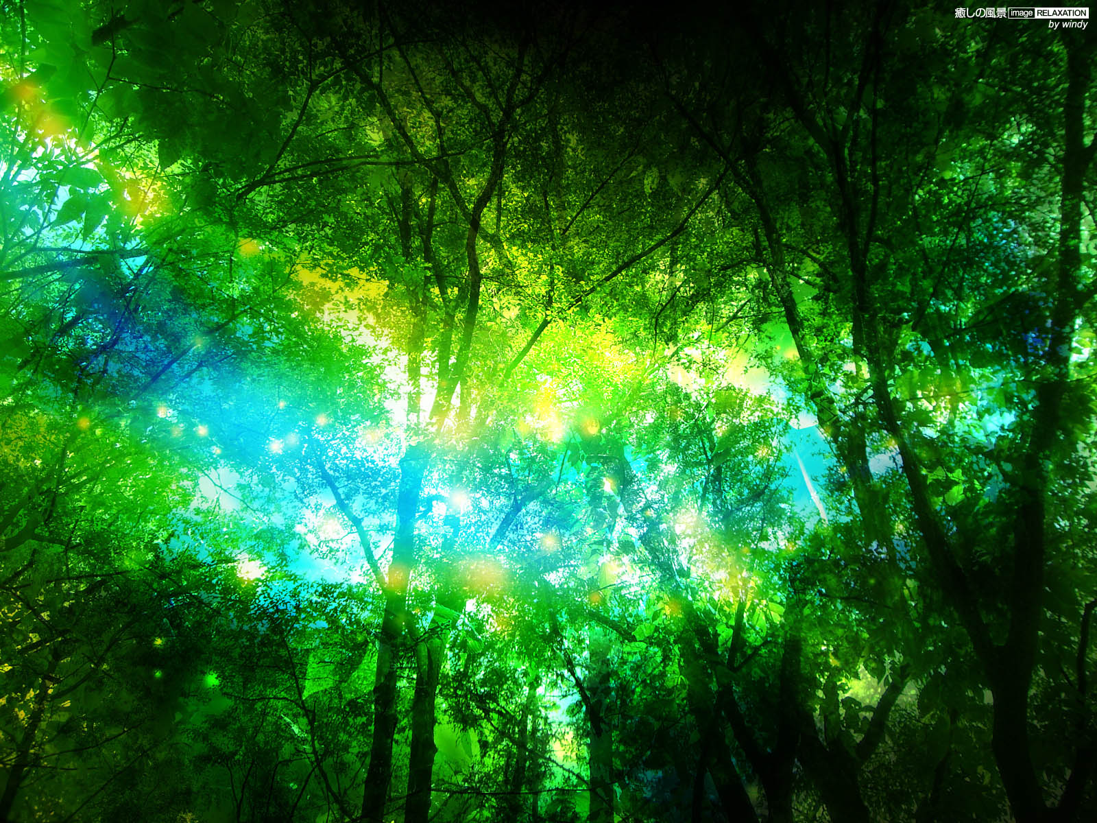 神秘な森の灯り 壁紙 グリーン系