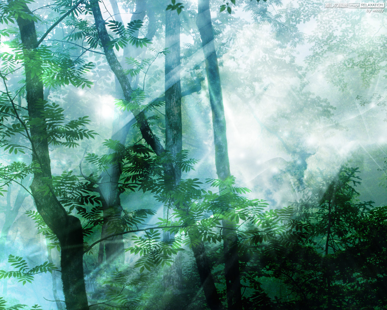 神秘な森の風景 癒しの風景 Image Relaxation 癒し壁紙