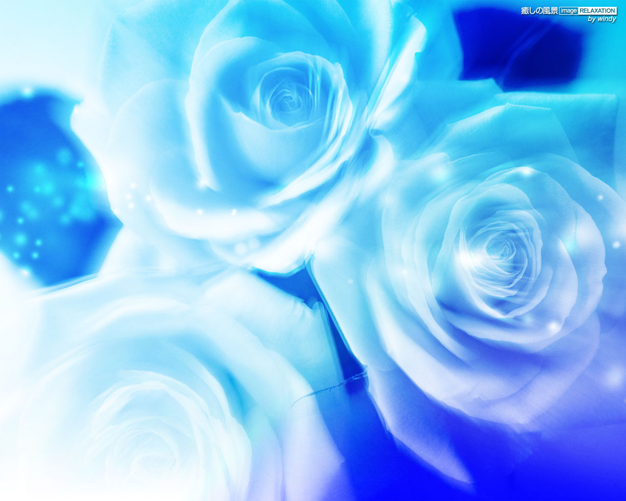 青いバラ 癒しの風景 Image Relaxation 癒し壁紙