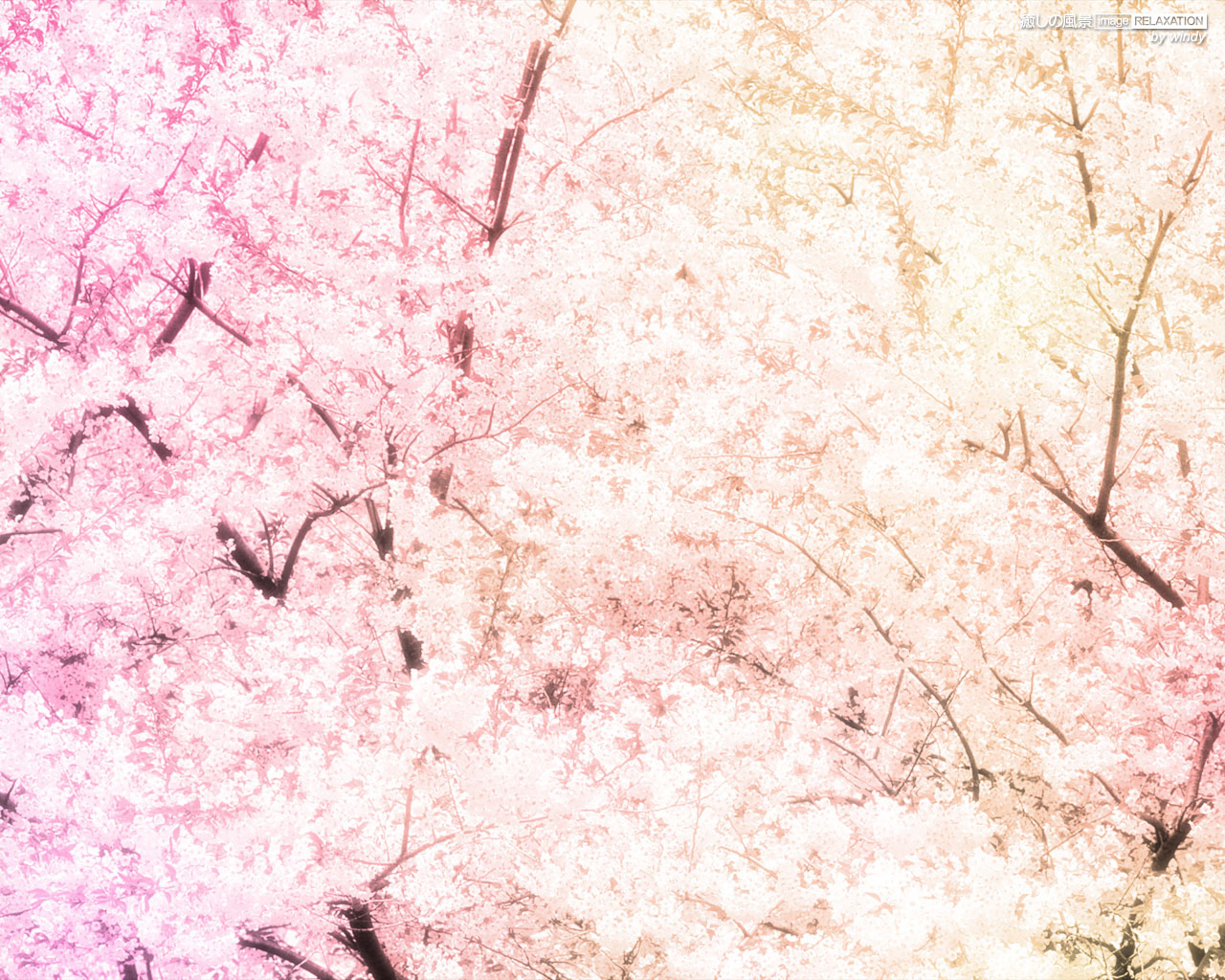桜満開 壁紙 ピンク系