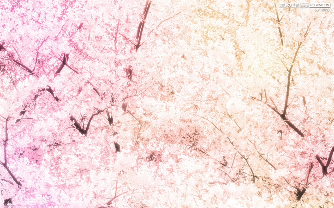 桜満開 壁紙 ピンク系