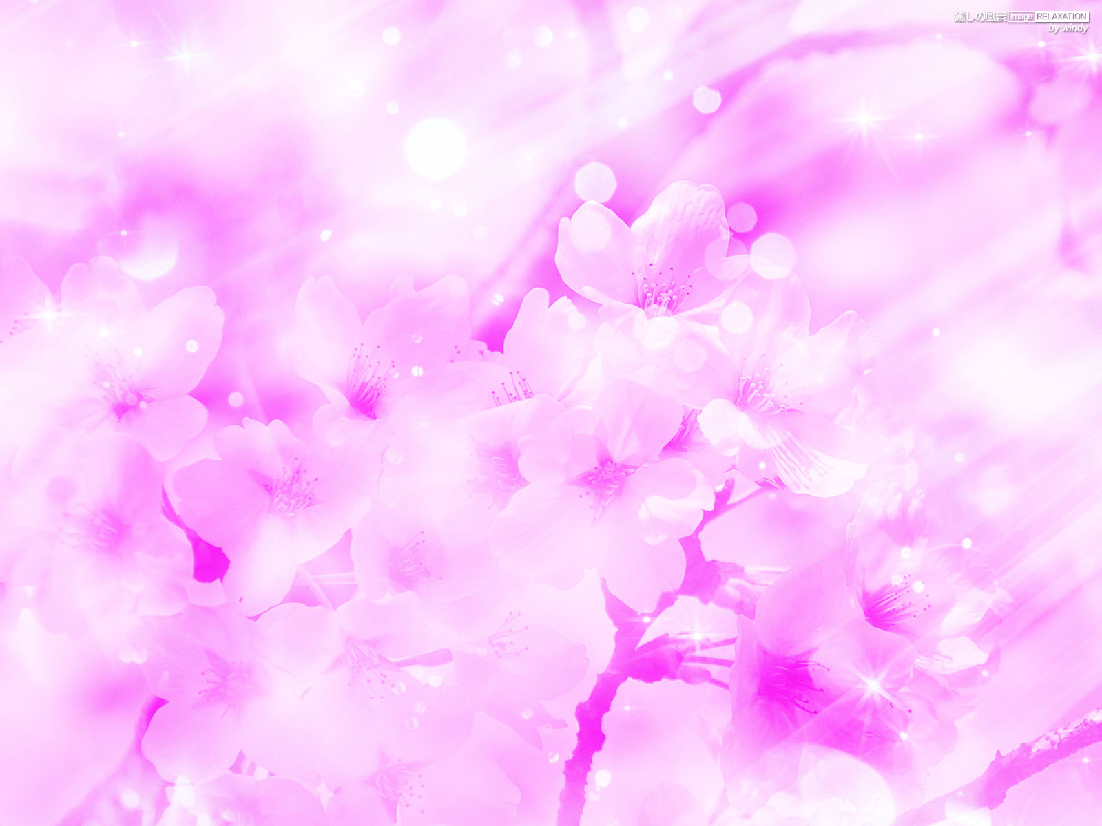 淡いピンク色の桜 癒しの風景 Image Relaxation 癒し壁紙