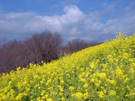 吾妻山公園山頂の菜の花畑