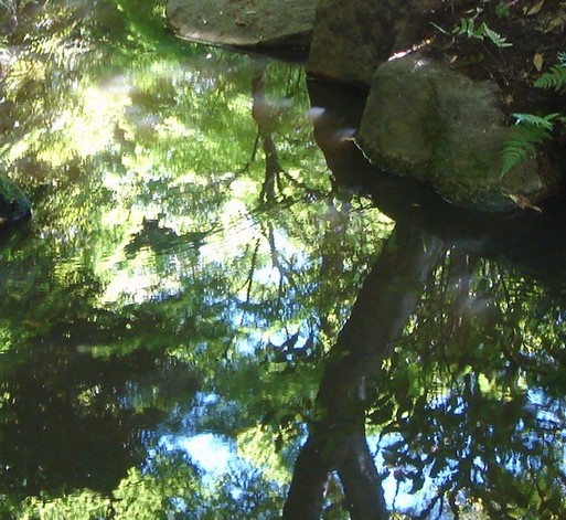 水面に映る木々の緑